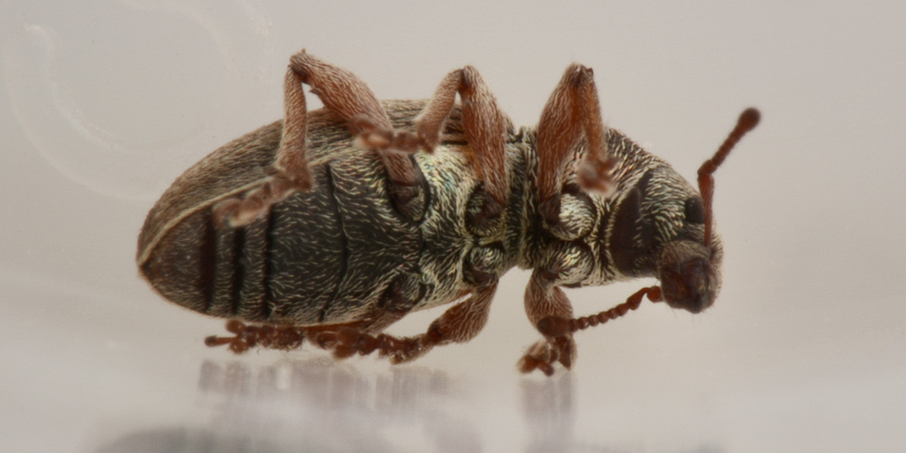 Curculionidae: Polydrusus marginatus?  S !